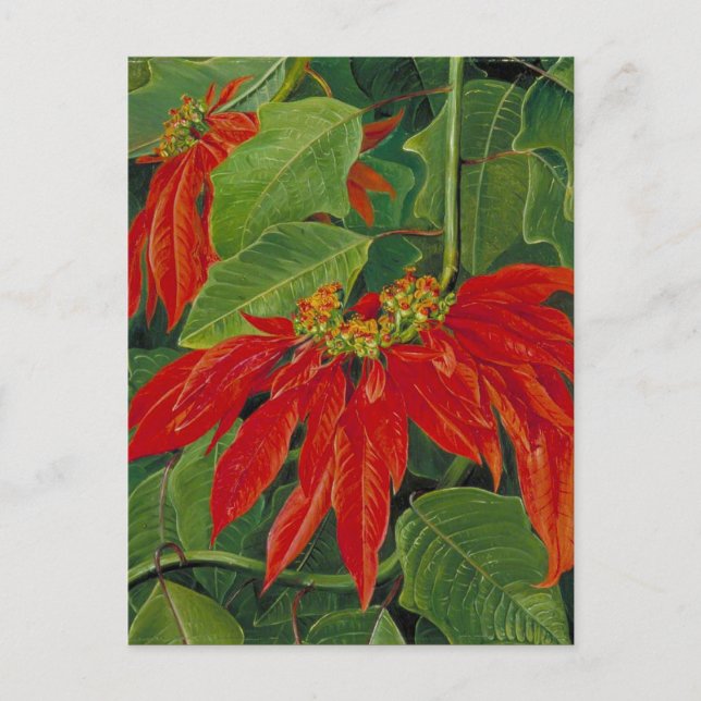 Flor de Pascua oder Osterfeier, berühmte Blume, Postkarte (Vorderseite)