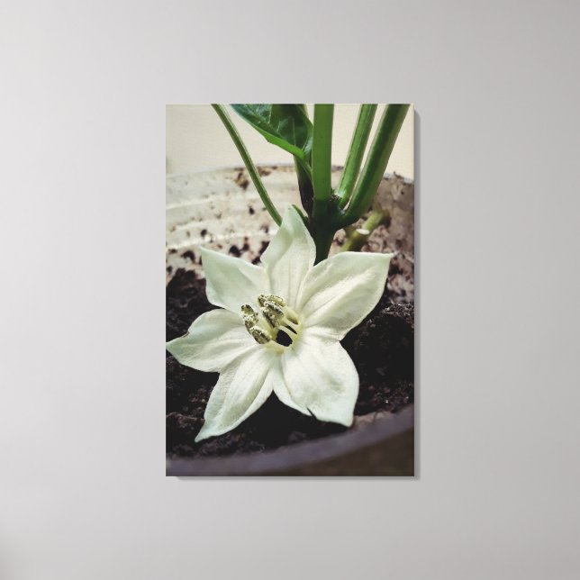 flor de pimentão leinwanddruck (Vorderseite)