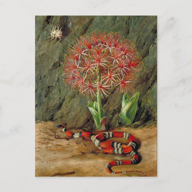 Flor Imperiale Korallenschlange und Spider Postkarte (Vorderseite)