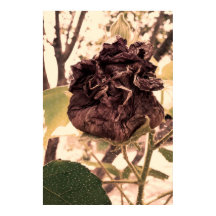 flor mortal