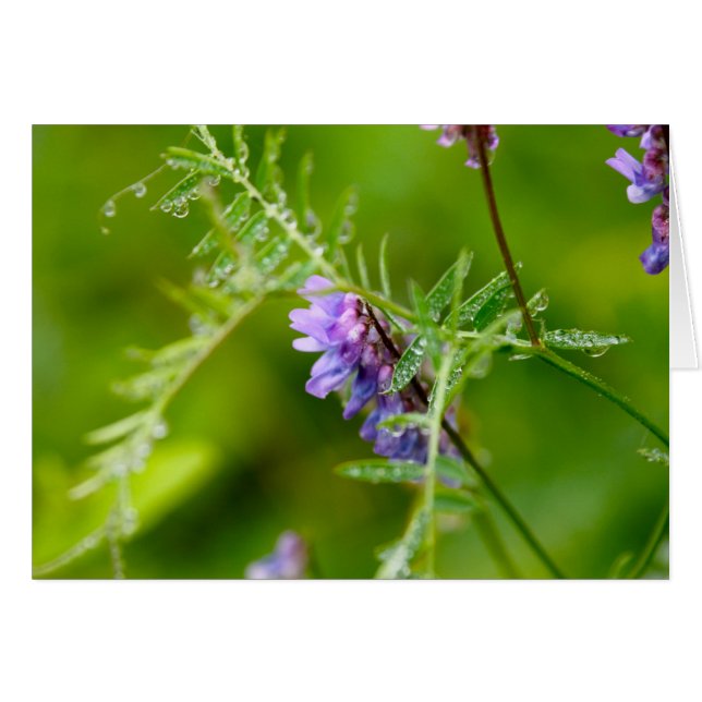 Flora auf Grand Manan (Vorderseite (Horizontal))