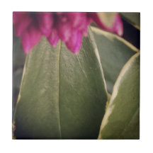 Flora-Fliese Daphne