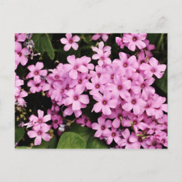 Flora Flowers - Postcard Postkarte