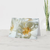 Flora-Fotokarte von Sunny White Wild Rose