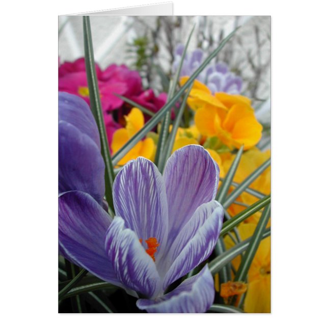 Flora für Frühling #3 (Vorne)