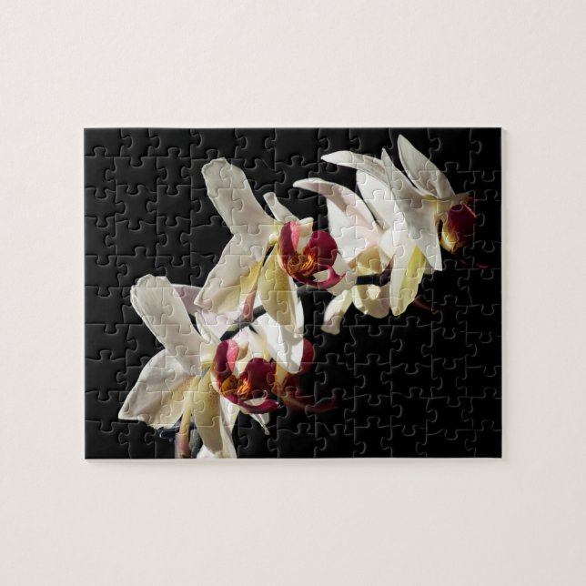 Flora Highlights Weißer Phalaenopsis Orchideen (Horizontal)