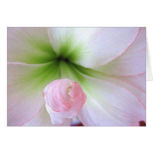 "Flora Tenera" Karte