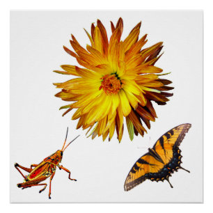 Flora und Fauna Poster