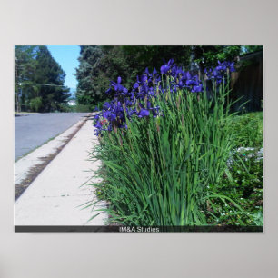 Floral Along Path Poster