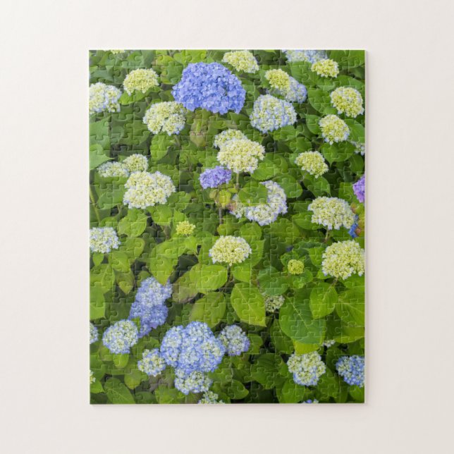 Floral Blue Hydrangea Nature Foto (Vertikal)