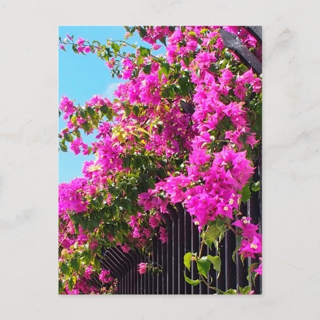 Floral Bougainvillea Cascade Postkarte (Vorderseite)