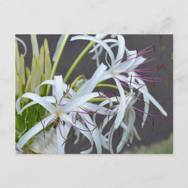 Floral Duft Postkarte (Vorderseite)