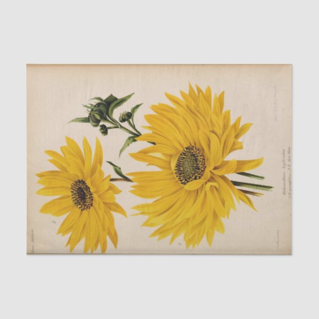 Floral Ephemera Decoupage Gelbe Sonnenblumen Seidenpapier (Vorderseite)
