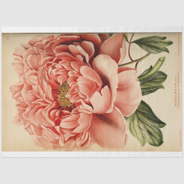 Floral Ephemera Decoupage Pink Peony Seidenpapier (Vorderseite)