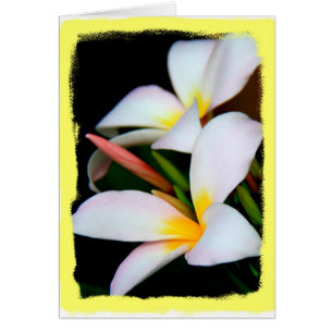Floral, fleur de Plumeria sur le noir avec la