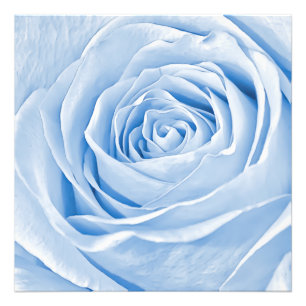 Floral Foto Dainty Light Blue Rose