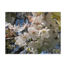 Floral Foto Postkarte mit weißer Blume