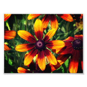 Floral Fotografie Kodak Beruflich