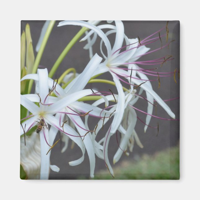 Floral Fragrance Magnet (Vorne)