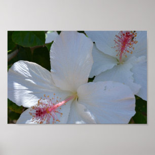Floral Fragrance-Plakat Poster