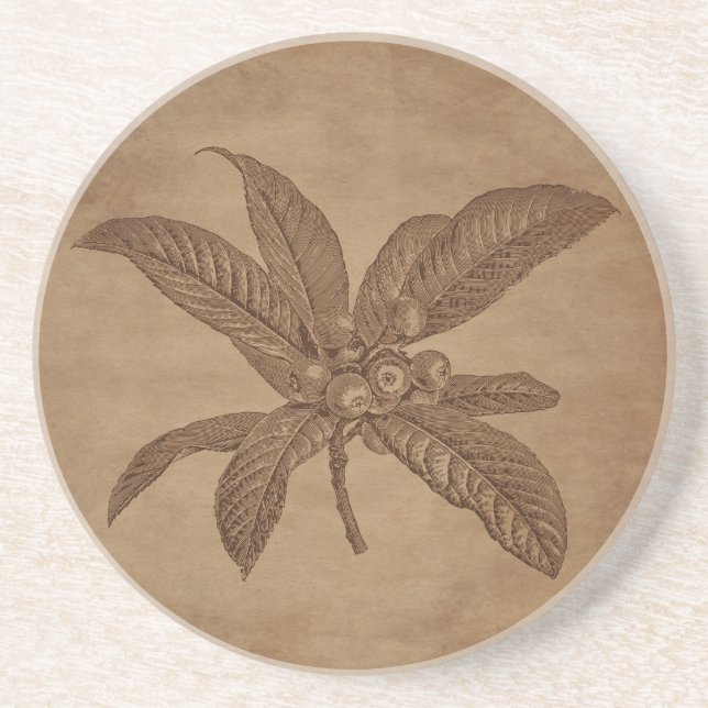 Floral Loquat Gravur auf gealtertem Papier Getränkeuntersetzer (Vorne)