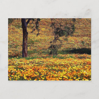 Floral Meadow Postkarte