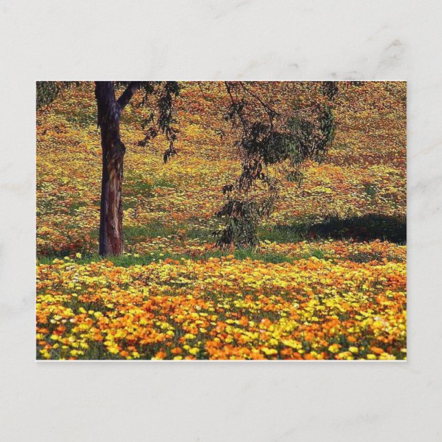 Floral Meadow Postkarte (Vorderseite)
