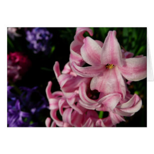 Floral Pink Hyacinth