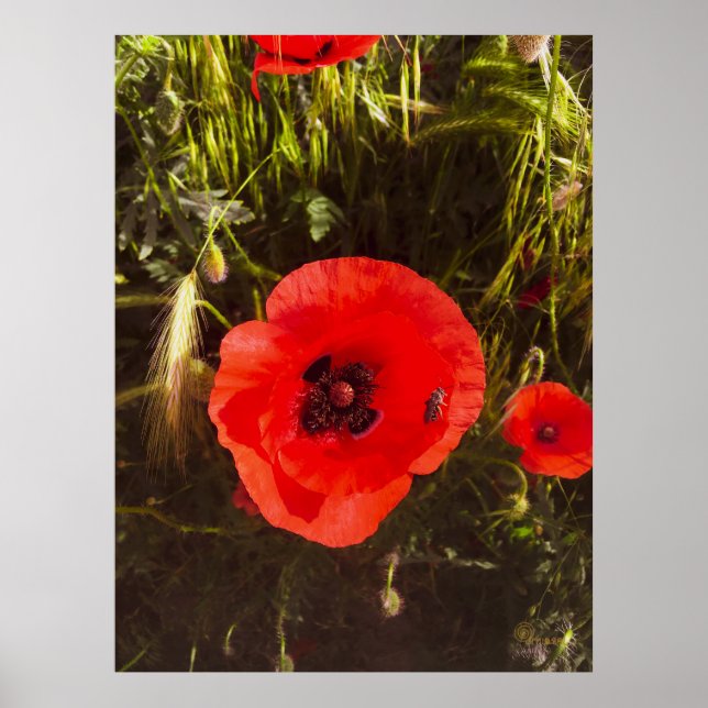 Floral Poppy Dreamer – Botanical Fantasy Art  Poster (Vorne)