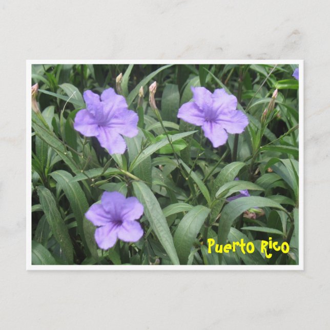 Floral Postkarte (Vorderseite)