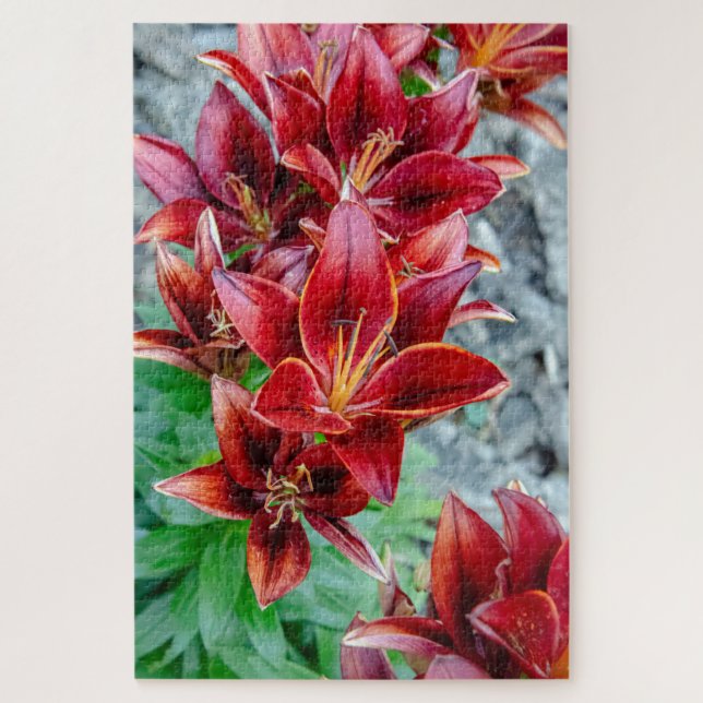 Floral Stargazer Lily, rot-kanadische Blume (Vertikal)