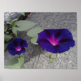 Floral Value Poster Paper