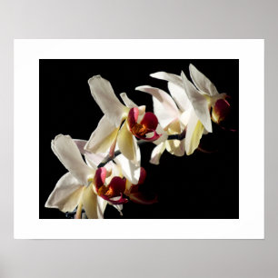 Florale Highlights von weißen Phalaenopsis-Orchide Poster