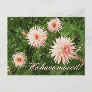 Florale Postkarten mit Chrysanthemum-Blume