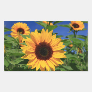 Florale Sonnenblumen-Gelb-Blumen-Aufkleber Rechteckiger Aufkleber