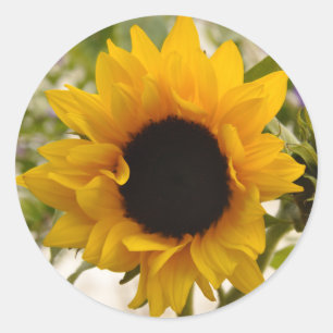 Florale Sonnenblumen-Gelb-Blumen-Aufkleber Runder Aufkleber