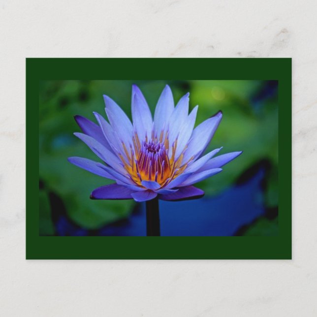 FLORALGRAD POSTKARTE (Vorderseite)