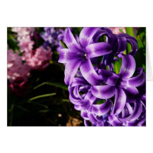 Flore de printemps Blue Hyacinth II