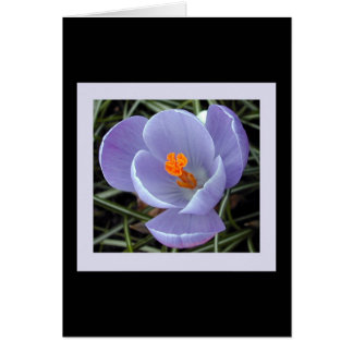 flore pour le ressort #2