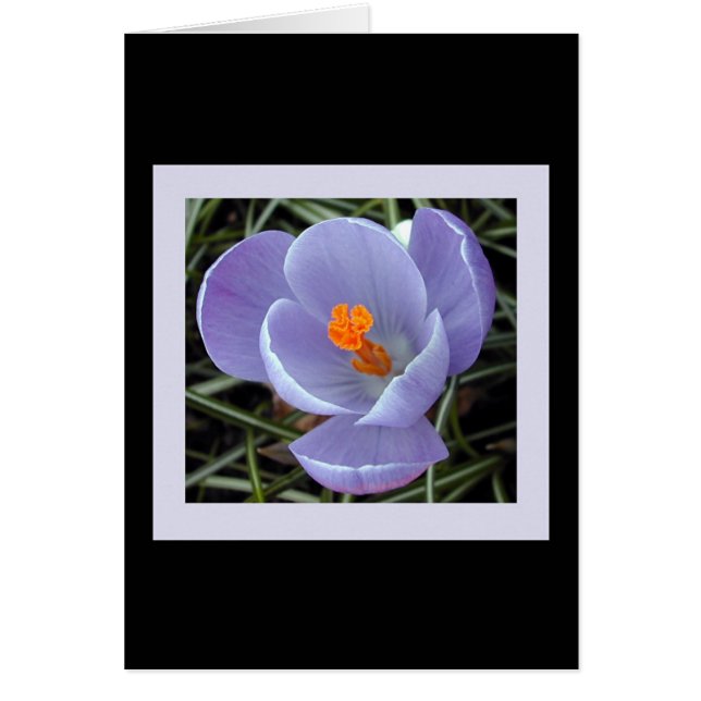 flore pour le ressort #2 (Devant)