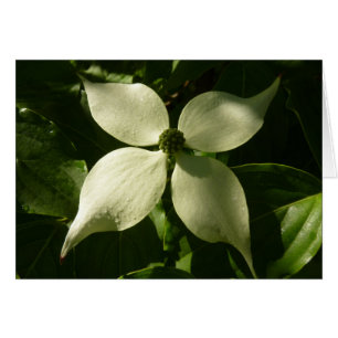 Flore printanière du Dogwood illuminé
