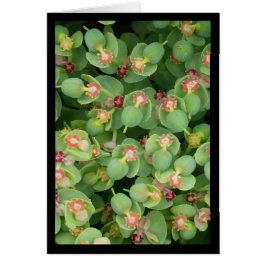 Flore verte minuscule - Chanson de Sol. Carte de v