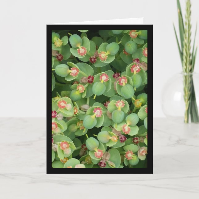 Flore verte minuscule - Chanson de Sol. Carte de v (Devant)