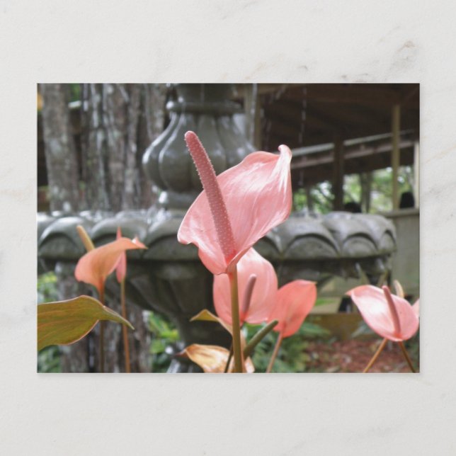 Flores Anturio Postkarte (Vorderseite)