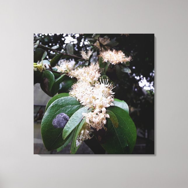 flores brancas1 leinwanddruck (Vorderseite)