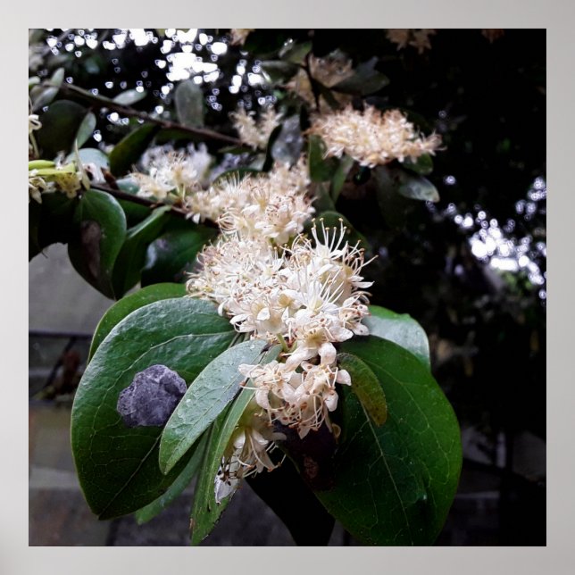 flores brancas1 poster (Vorne)