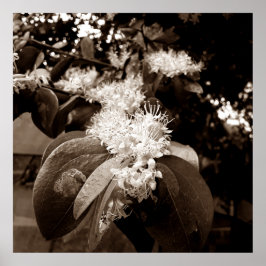 flores brancas2 poster