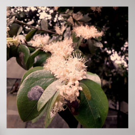 flores brancas3 poster