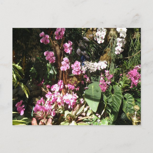 Flores de Orquideas Postkarte (Vorderseite)