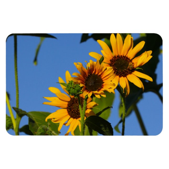 Flores en mi hierbas " Blume in meinem Unkraut " Magnet (Horizontal)